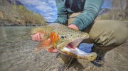 Rainbow trout on the Sava river May